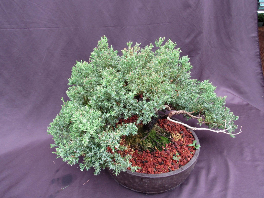 53 Year Old Juniper Classical Specimen Bonsai Tree Birds Eye View