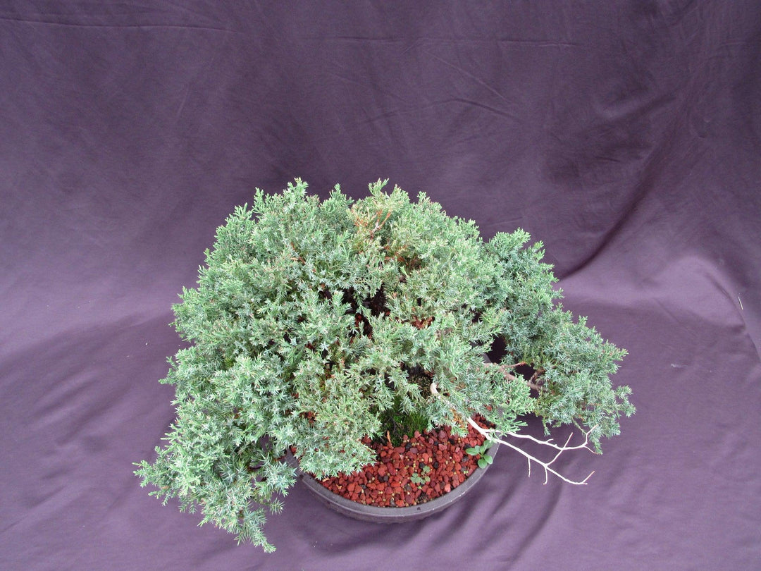 53 Year Old Juniper Classical Specimen Bonsai Tree Top