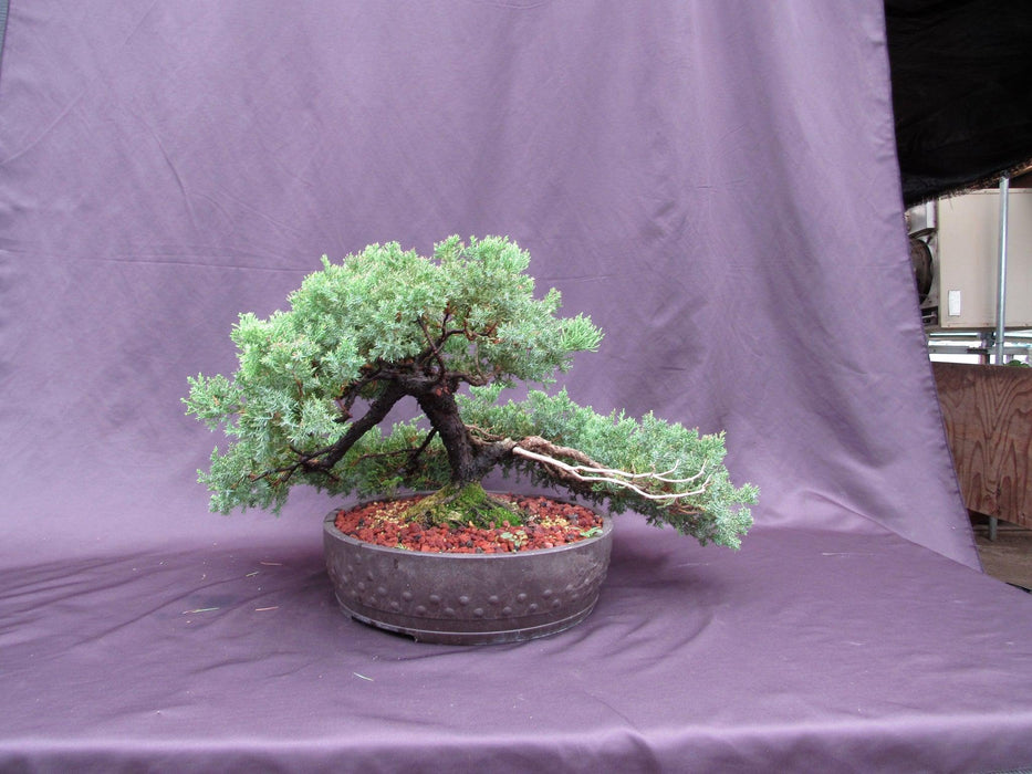 53 Year Old Juniper Classical Specimen Bonsai Tree Slim Profile
