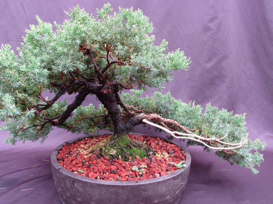 53 Year Old Juniper Classical Specimen Bonsai Tree Angle View