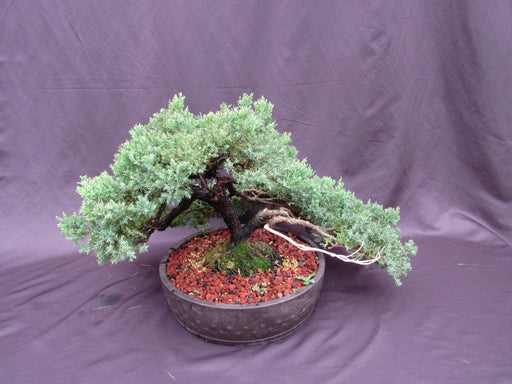 53 Year Old Juniper Classical Specimen Bonsai Tree