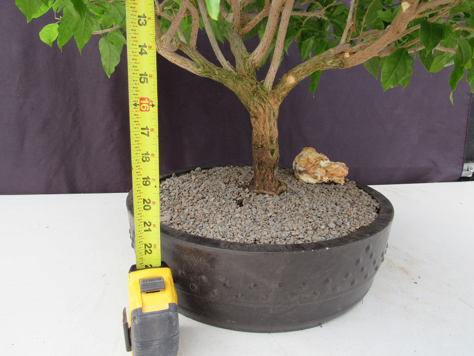 55 Year Old Pink Bougainvillea Specimen Bonsai Tree Tall