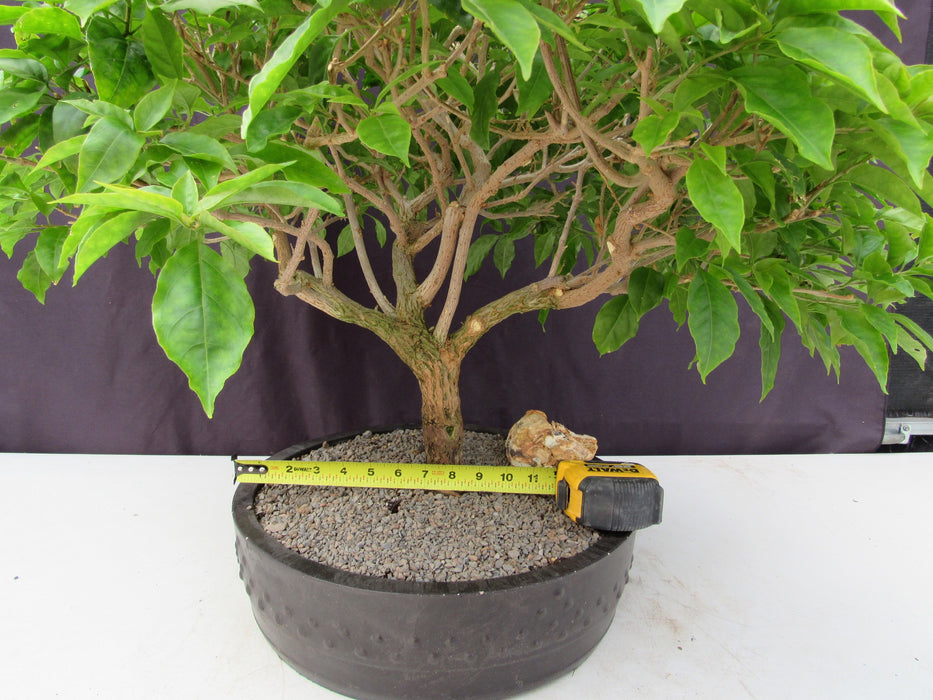 55 Year Old Pink Bougainvillea Specimen Bonsai Tree Size