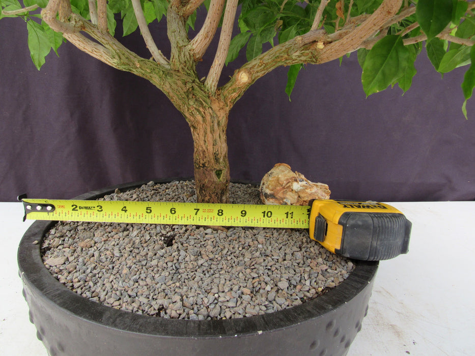 55 Year Old Pink Bougainvillea Specimen Bonsai Tree Width