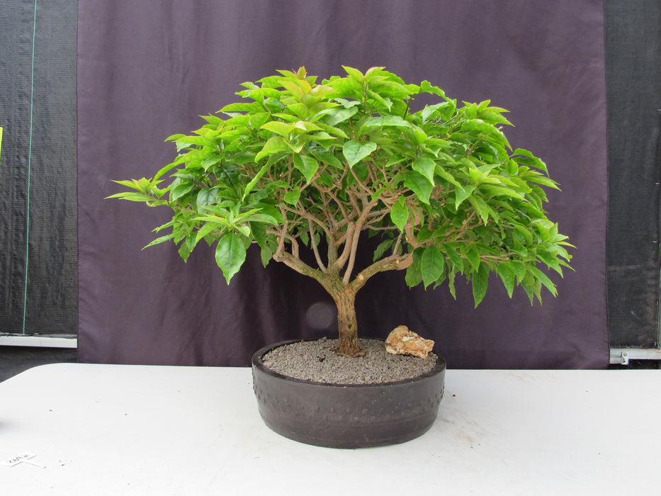 55 Year Old Pink Bougainvillea Specimen Bonsai Tree Profile