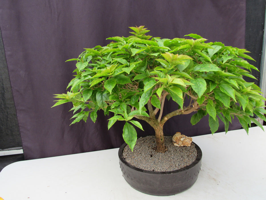55 Year Old Pink Bougainvillea Specimen Bonsai Tree Strong Side