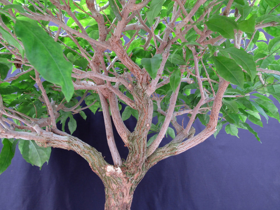 55 Year Old Pink Bougainvillea Specimen Bonsai Tree Branches