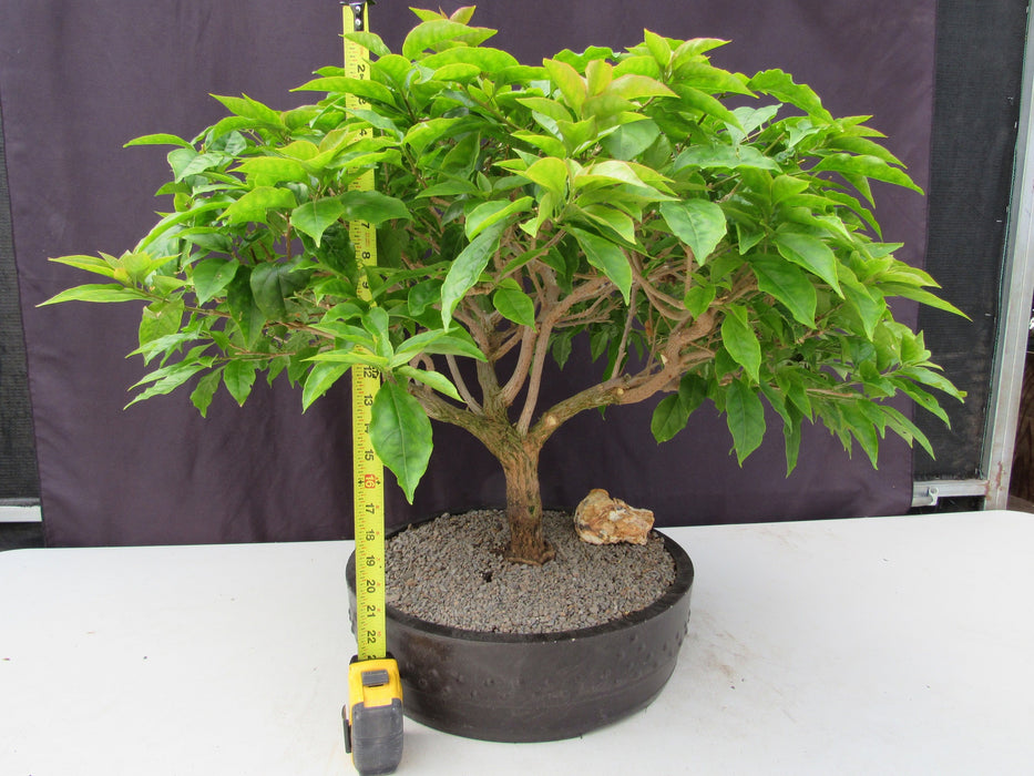 55 Year Old Pink Bougainvillea Specimen Bonsai Tree Height