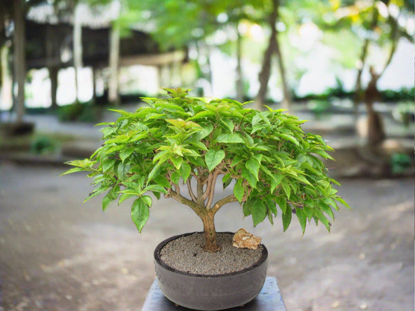 bonsai tree with pink leaves 55 Year Old Pink Bougainvillea Specimen Bonsai Tree