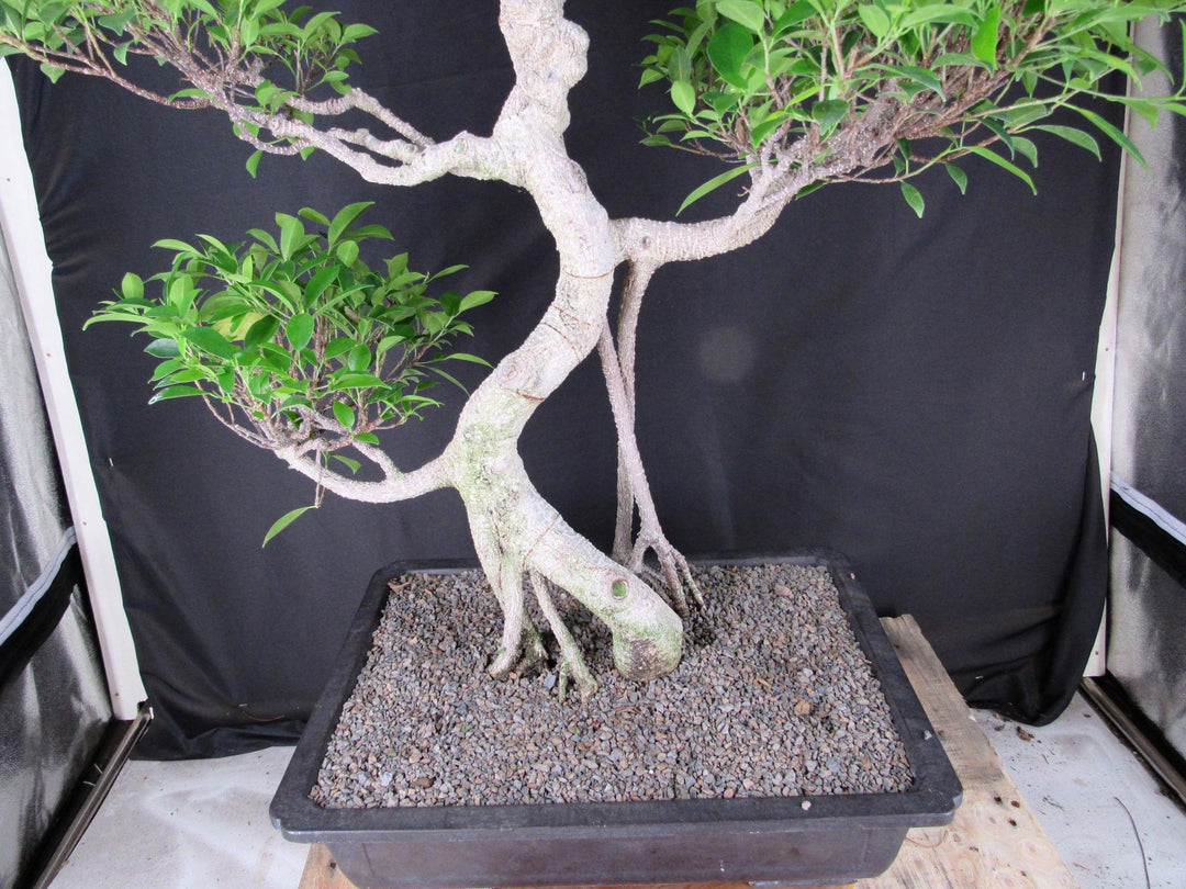 61 Year Ficus Retusa Specimen Informal Upright Bonsai Tree - Back Close
