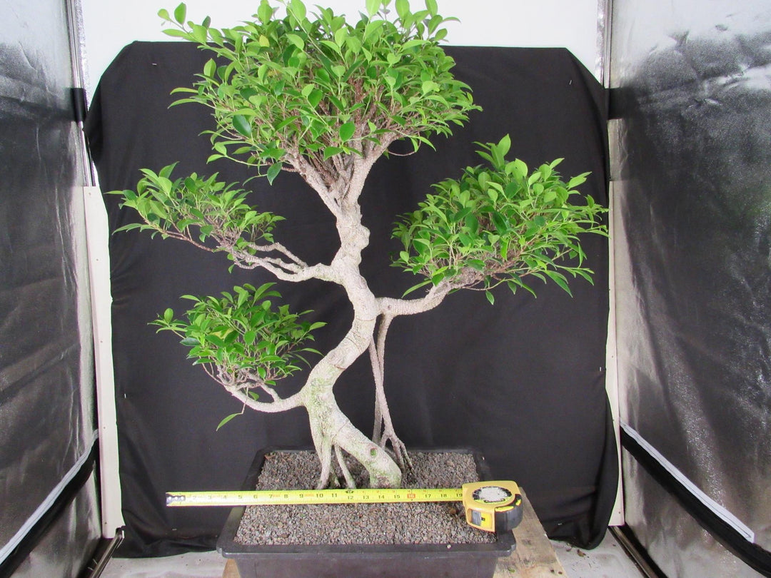 61 Year Ficus Retusa Specimen Informal Upright Bonsai Tree - Size