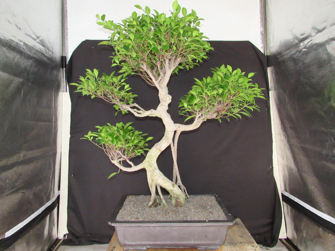 61 Year Ficus Retusa Specimen Informal Upright Bonsai Tree - Profile