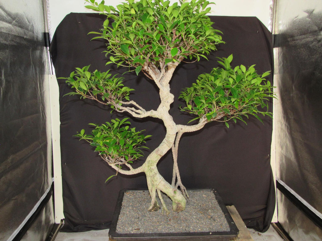 61 Year Ficus Retusa Specimen Informal Upright Bonsai Tree - Straight