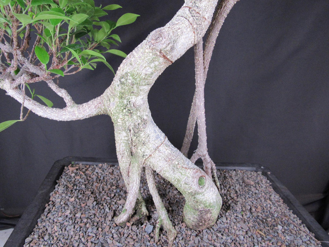 61 Year Ficus Retusa Specimen Informal Upright Bonsai Tree - Trunk