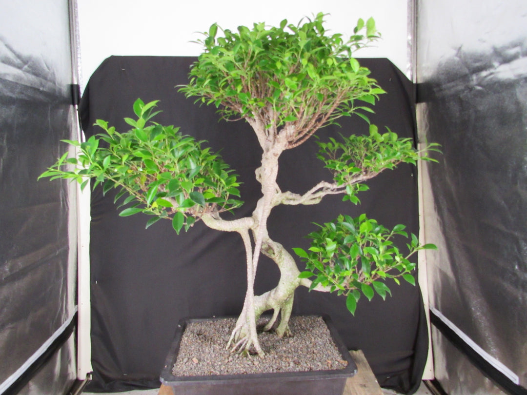 61 Year Ficus Retusa Specimen Informal Upright Bonsai Tree - Back