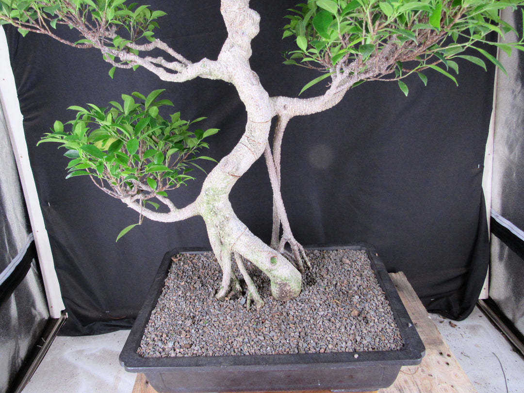 61 Year Ficus Retusa Specimen Informal Upright Bonsai Tree - Back Close