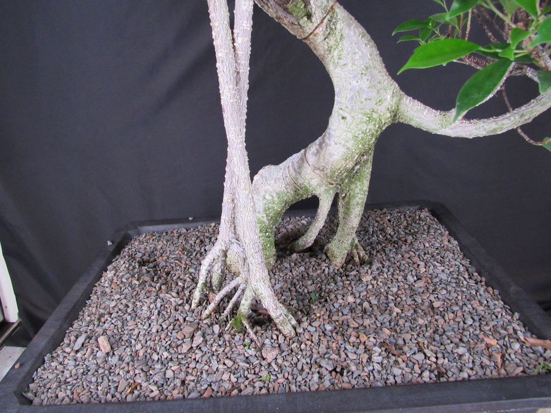 61 Year Ficus Retusa Specimen Informal Upright Bonsai Tree - Bark