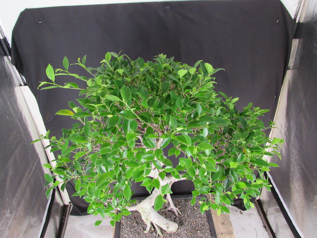 61 Year Ficus Retusa Specimen Informal Upright Bonsai Tree - Birds Eye