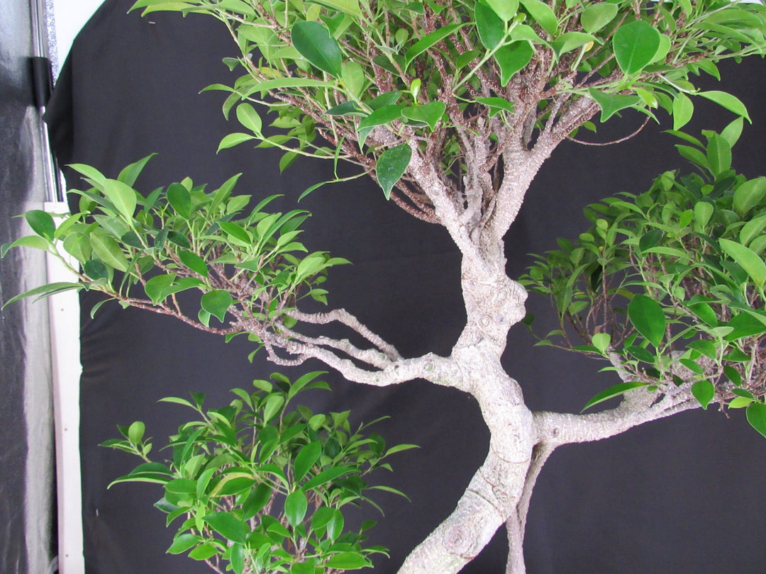 61 Year Ficus Retusa Specimen Informal Upright Bonsai Tree - Branches