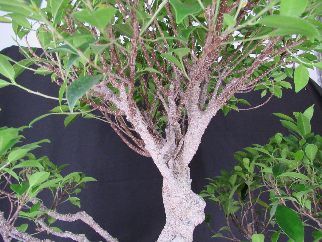 61 Year Ficus Retusa Specimen Informal Upright Bonsai Tree - Canopy