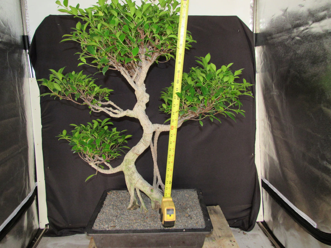 61 Year Ficus Retusa Specimen Informal Upright Bonsai Tree - Height