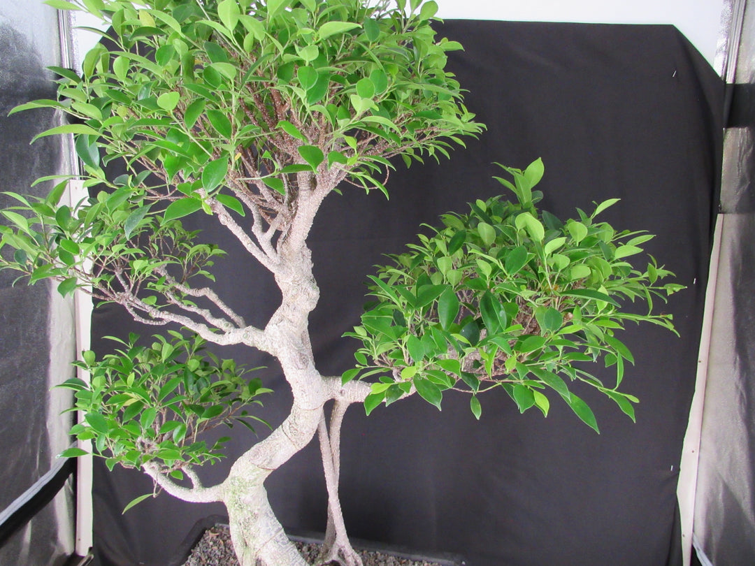 61 Year Ficus Retusa Specimen Informal Upright Bonsai Tree - Pads