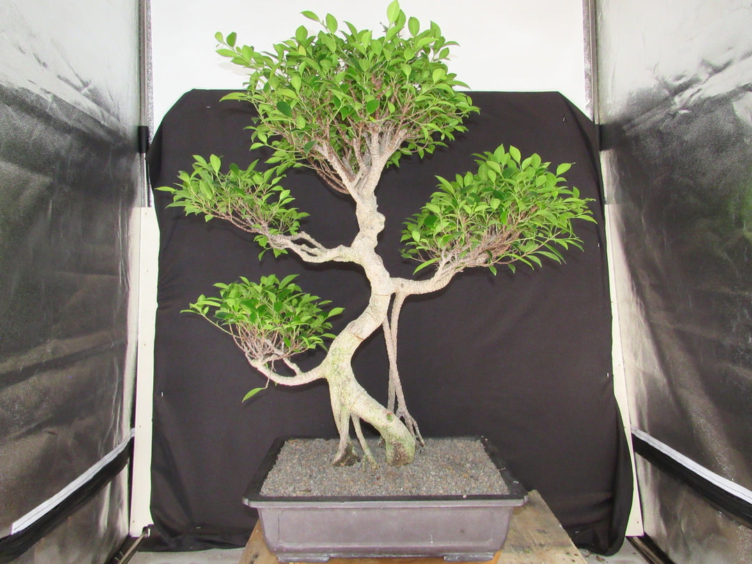 61 Year Ficus Retusa Specimen Informal Upright Bonsai Tree - Profile
