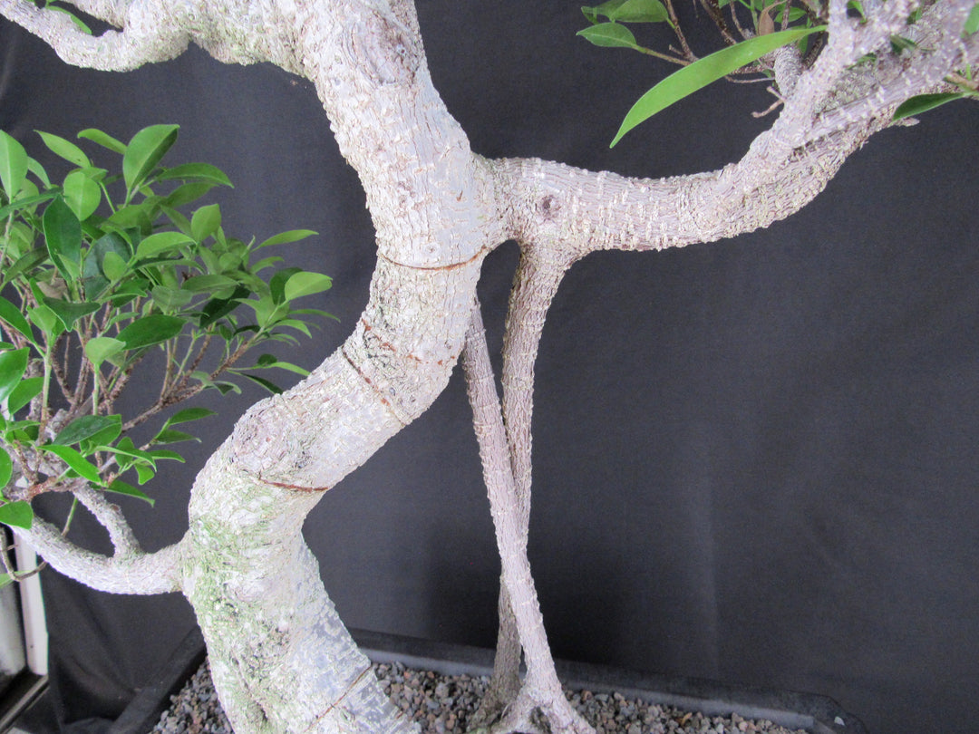 61 Year Ficus Retusa Specimen Informal Upright Bonsai Tree - Roots