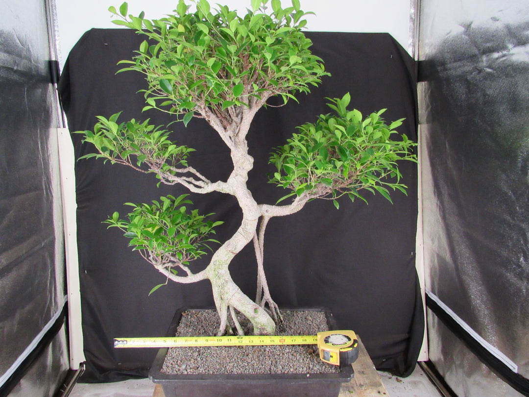 61 Year Ficus Retusa Specimen Informal Upright Bonsai Tree - Size