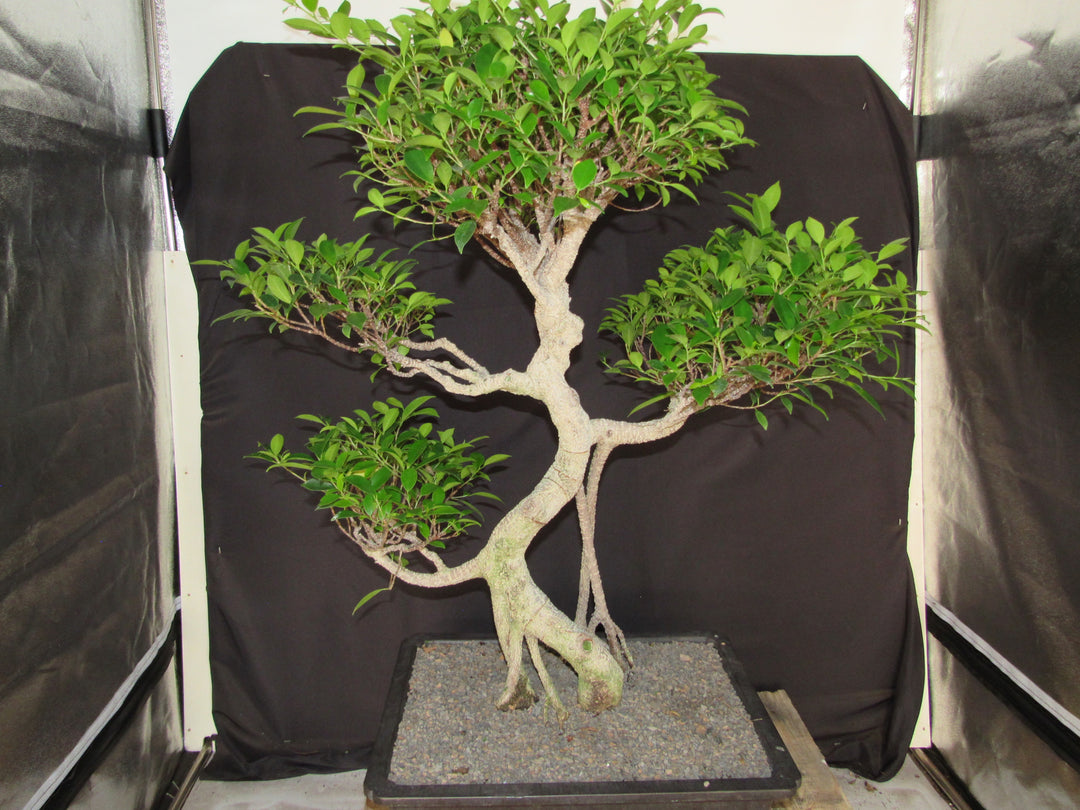 61 Year Ficus Retusa Specimen Informal Upright Bonsai Tree - Straight