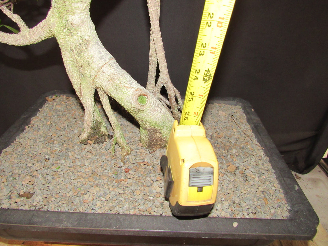 61 Year Ficus Retusa Specimen Informal Upright Bonsai Tree - Tall