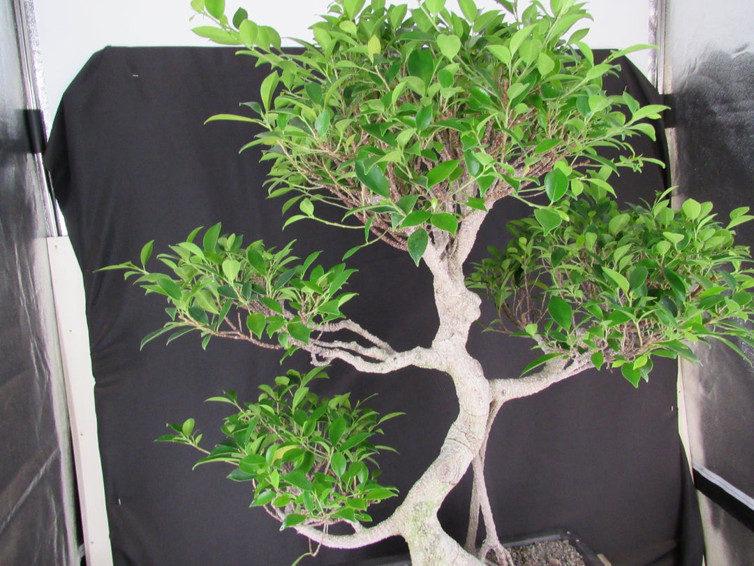 61 Year Ficus Retusa Specimen Informal Upright Bonsai Tree - Tiers