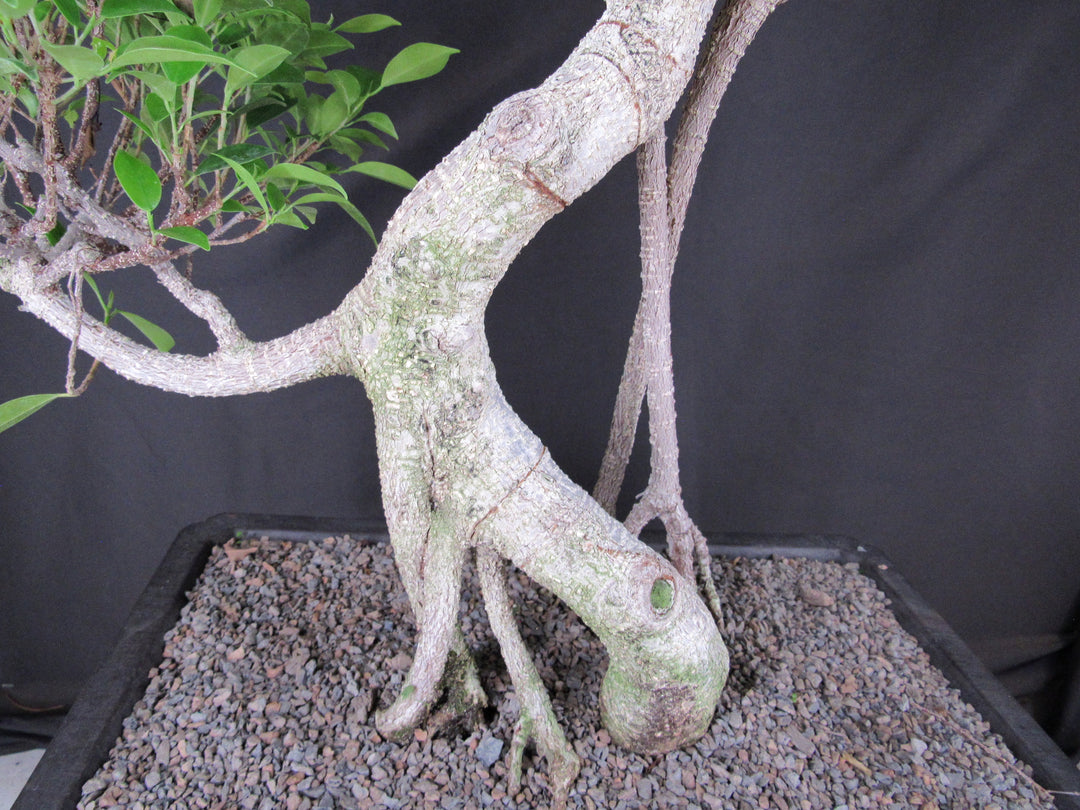 61 Year Ficus Retusa Specimen Informal Upright Bonsai Tree - Trunk