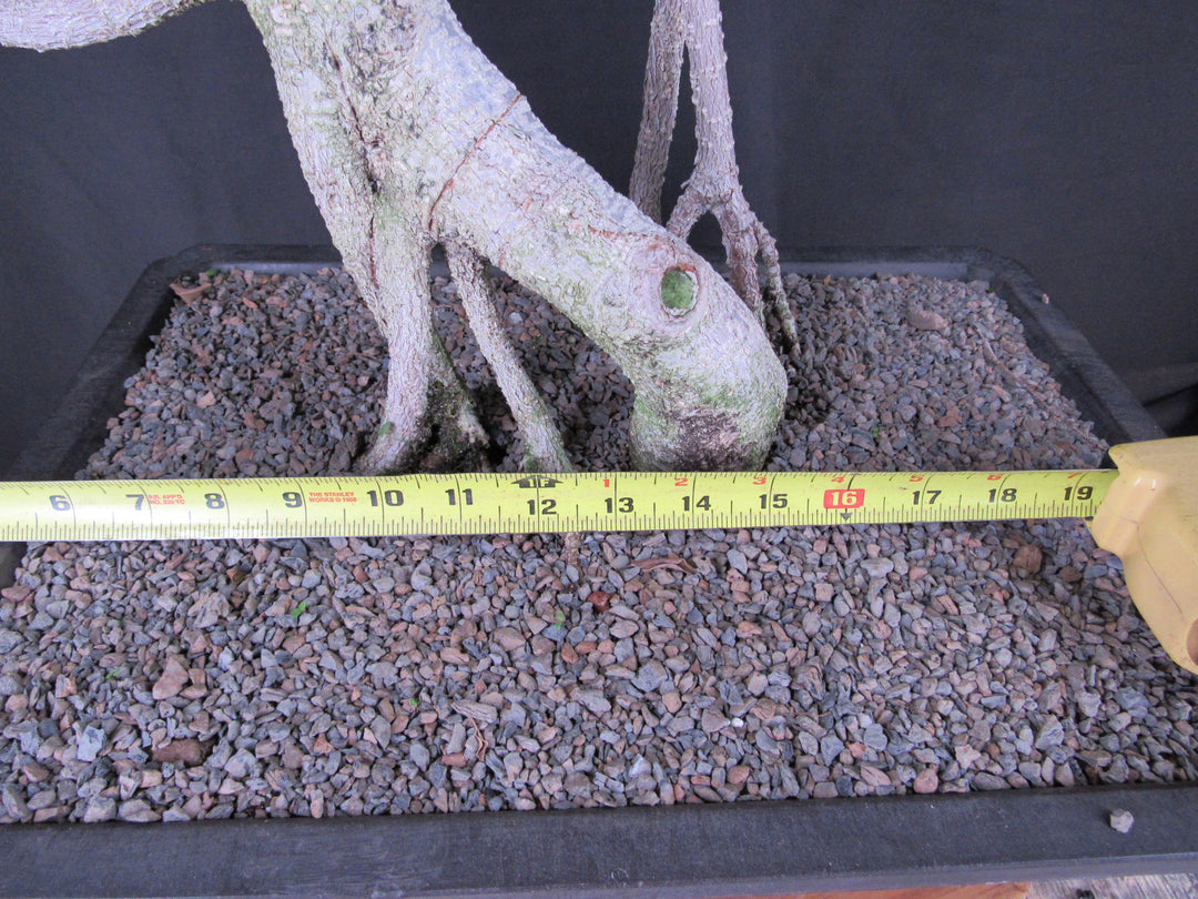 61 Year Ficus Retusa Specimen Informal Upright Bonsai Tree - Width