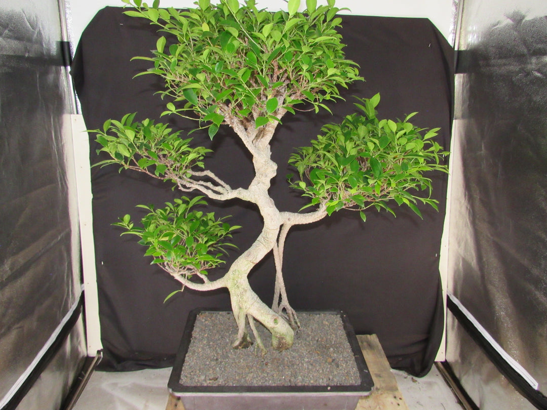 61 Year Ficus Retusa Specimen Informal Upright Bonsai Tree
