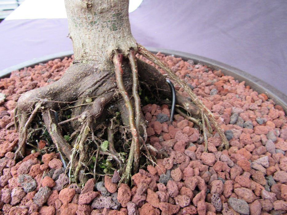 62 Year Old Rhode Island Red Japanese Maple Bonsai Tree Roots Close