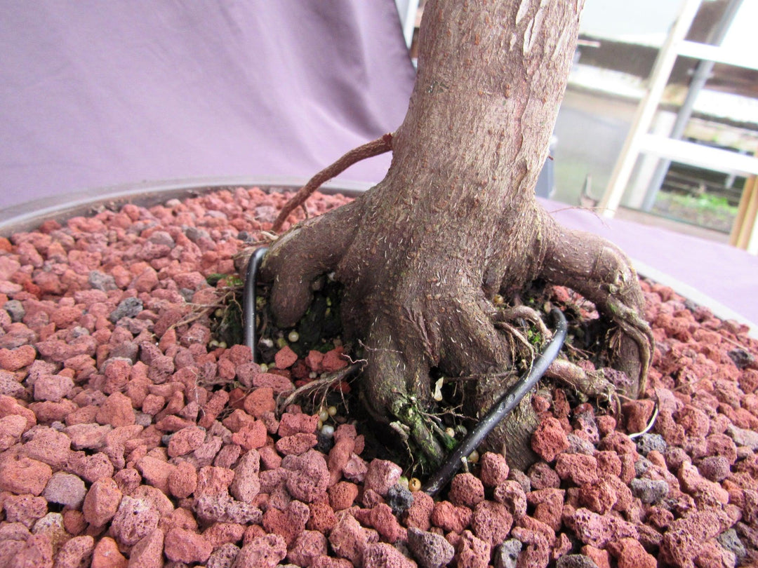 62 Year Old Rhode Island Red Japanese Maple Bonsai Tree Roots Side