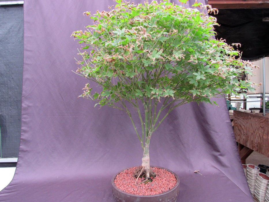 62 Year Old Rhode Island Red Japanese Maple Bonsai Tree Back