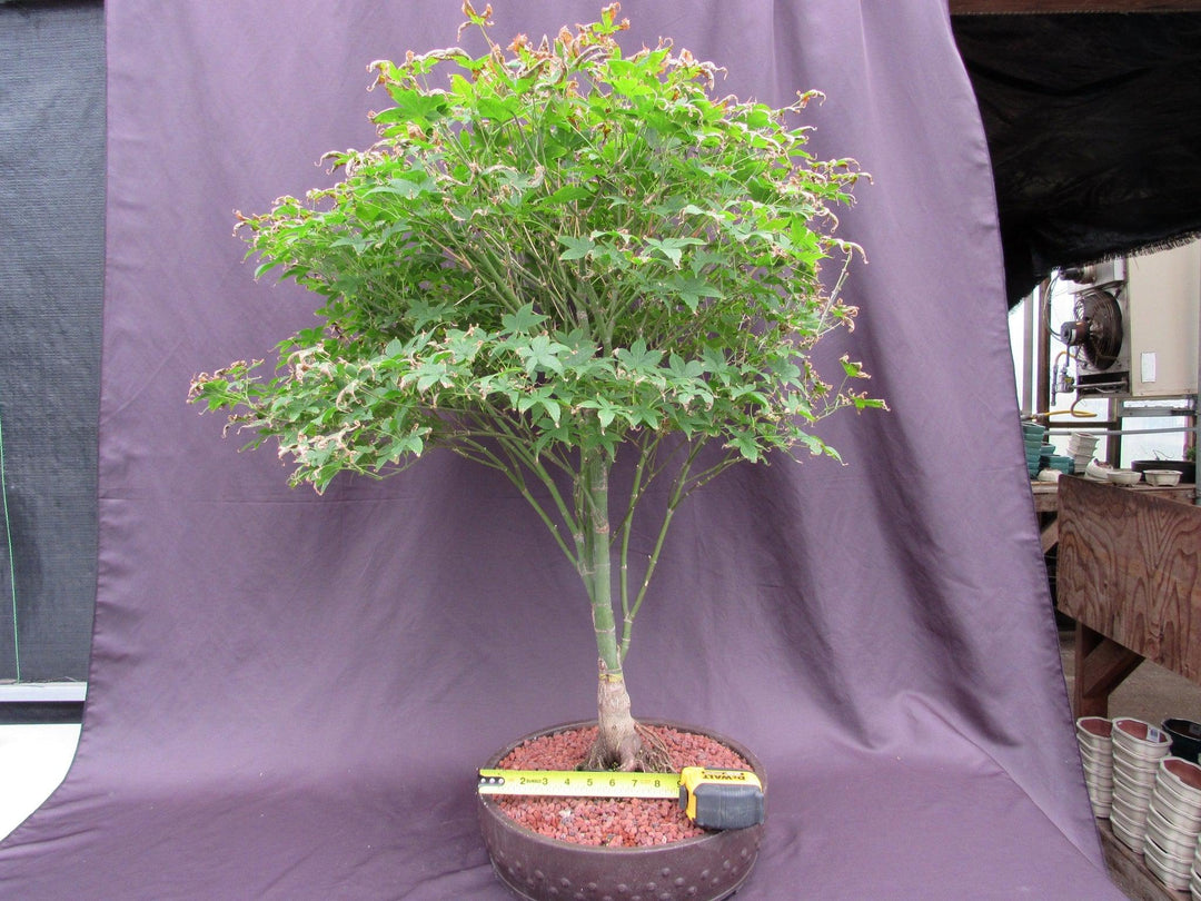 62 Year Old Rhode Island Red Japanese Maple Bonsai Tree Size