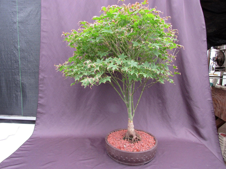 62 Year Old Rhode Island Red Japanese Maple Bonsai Tree Profile