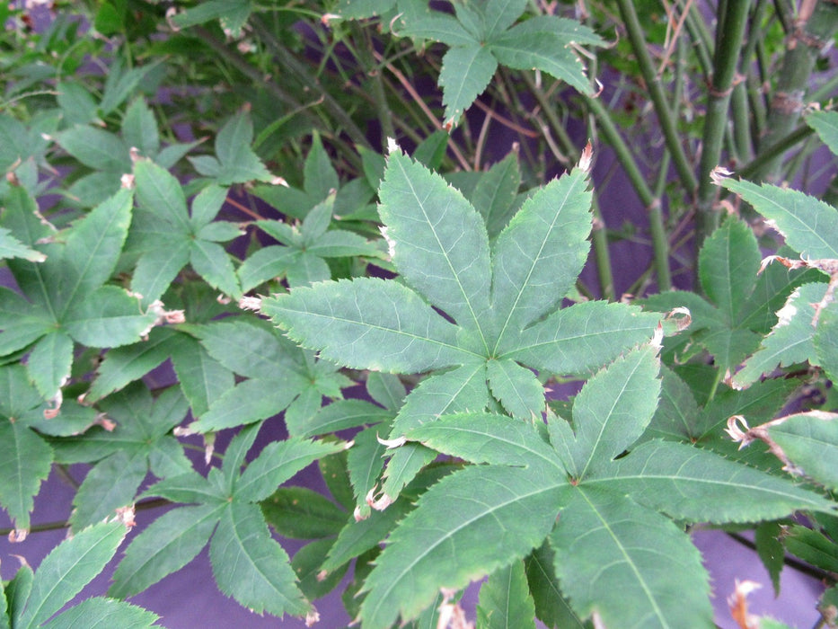 62 Year Old Rhode Island Red Japanese Maple Bonsai Tree Foliage