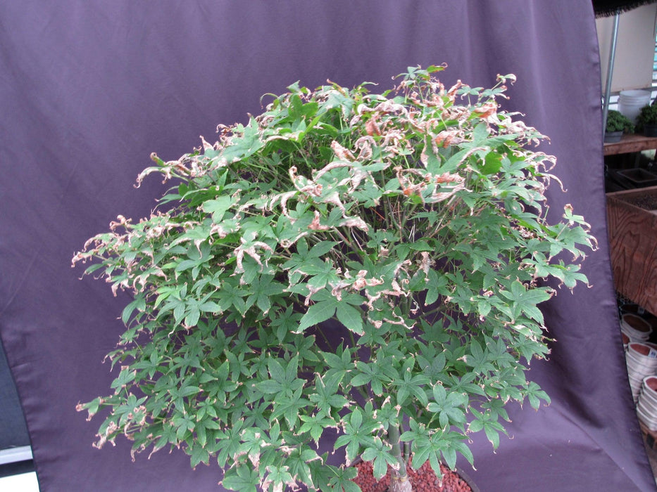 62 Year Old Rhode Island Red Japanese Maple Bonsai Tree Summer Canopy