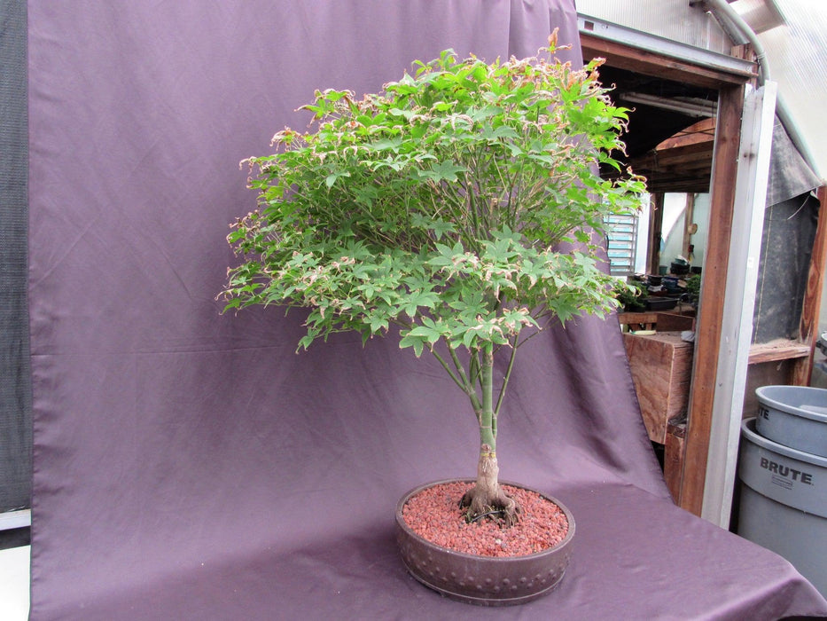 62 Year Old Rhode Island Red Japanese Maple Bonsai Tree Side