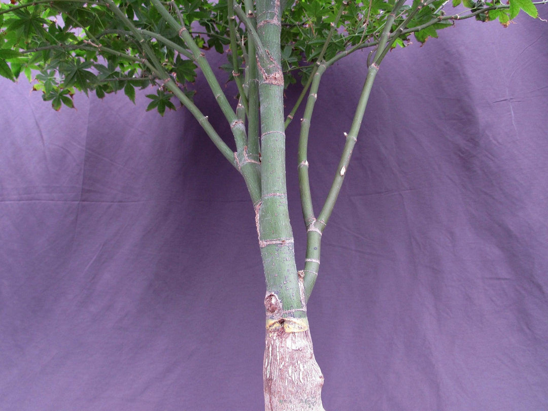 62 Year Old Rhode Island Red Japanese Maple Bonsai Tree Trunk