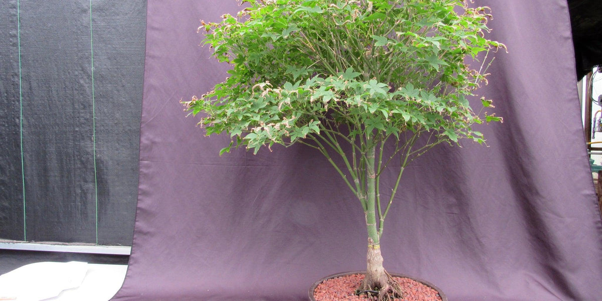 bonsai tree ri 62 Year Old Rhode Island Red Japanese Maple Bonsai Tree