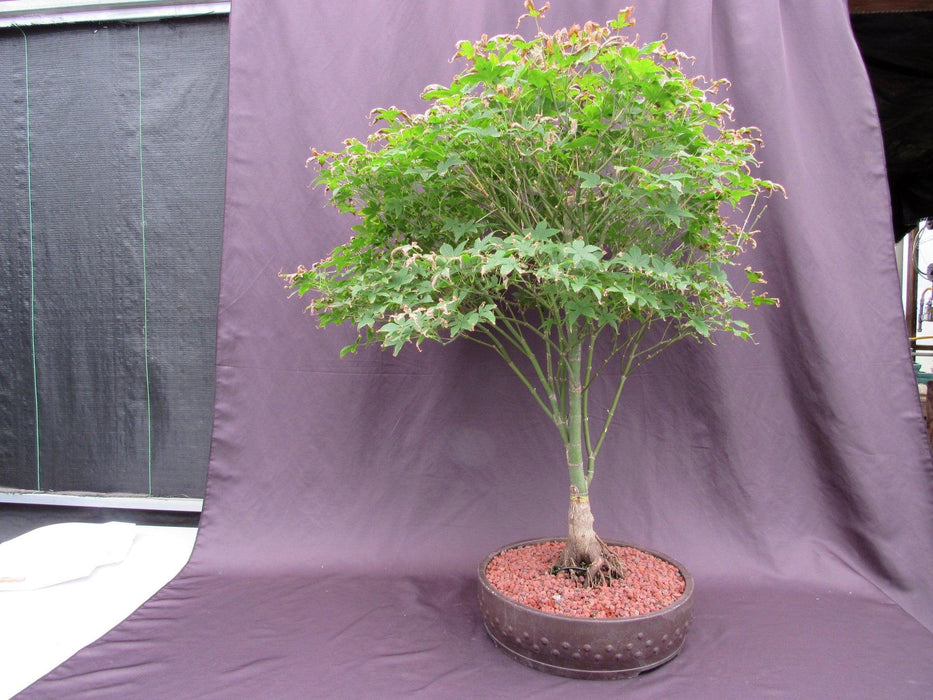 62 Year Old Rhode Island Red Japanese Maple Bonsai Tree