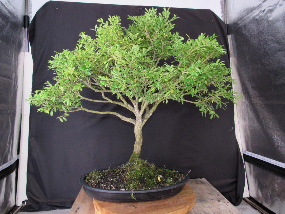 64 Year Old Dwarf English Boxwood Specimen Bonsai Tree - Back