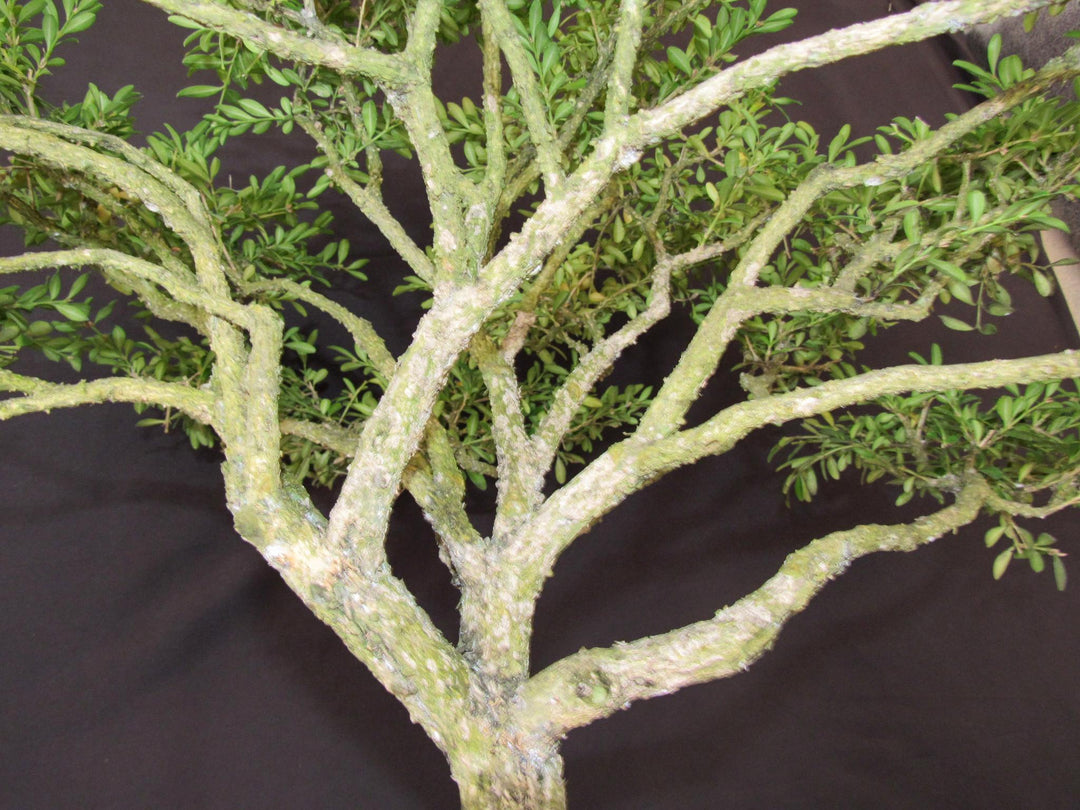 64 Year Old Dwarf English Boxwood Specimen Bonsai Tree - Bark