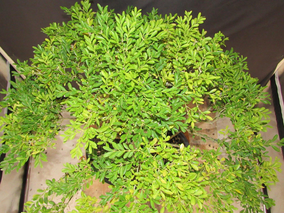 64 Year Old Dwarf English Boxwood Specimen Bonsai Tree - Birds Eye