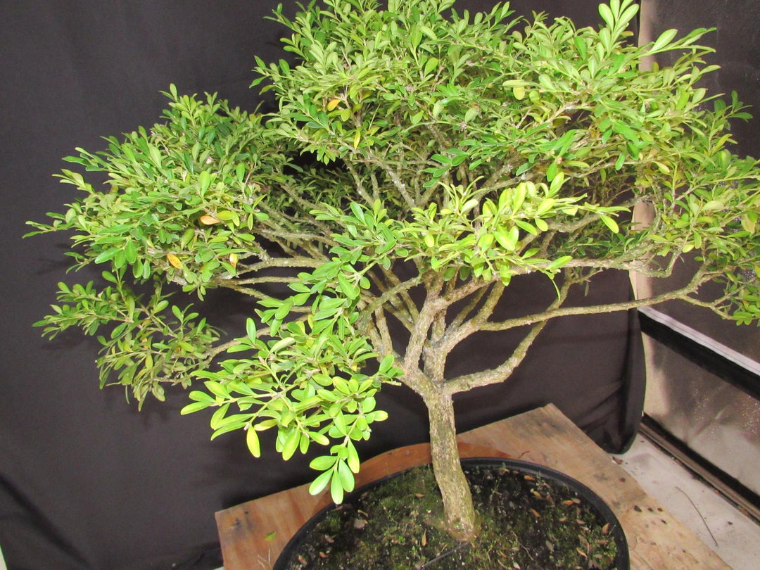 64 Year Old Dwarf English Boxwood Specimen Bonsai Tree - Foliage
